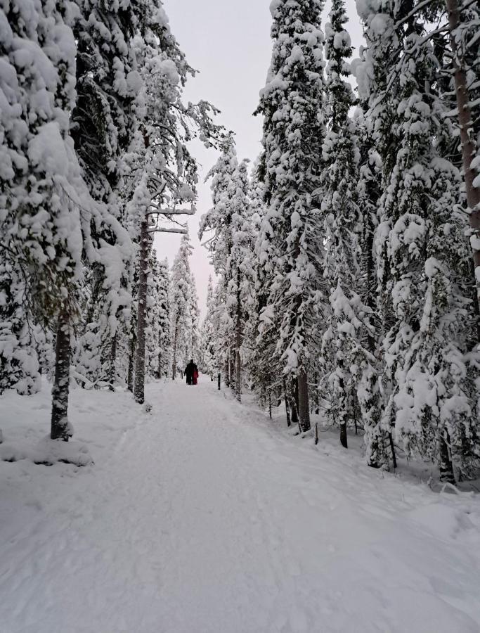 Naavis * Rovaniemi